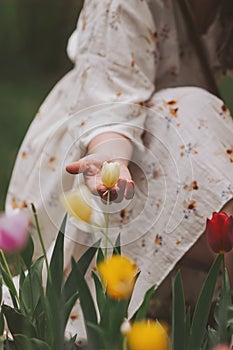 Girl in white dress holding a flowering tulips. a lot of beautiful multicolored tulips growing on a field, in the garden