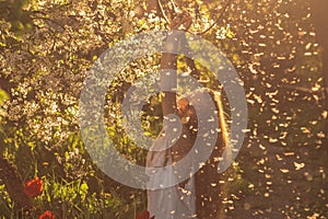 Girl in white dress sitting among flowers and fluff near tulips in sunset, dandelions and cherry flowers