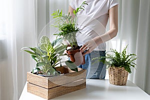 Girl in white t-shirt and jeans unpacks home plants from wooden box. Houseplant delivery.