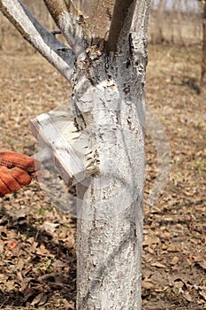 Girl whitewashing a tree trunk in a spring garden. Whitewash of spring trees, protection from insects and pests.