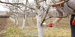 Girl whitewashing a tree trunk in a spring garden. Whitewash of spring trees, protection from insects and pests.