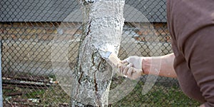 Girl whitewashing a tree trunk in a spring garden. Whitewash of spring trees, protection from insects and pests