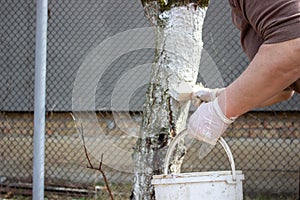 Girl whitewashing a tree trunk in a spring garden. Whitewash of spring trees, protection from insects and pests