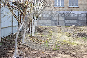 Girl whitewashing a tree trunk in a spring garden. Whitewash of spring trees, protection from insects and pests