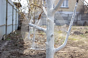 Girl whitewashing a tree trunk in a spring garden. Whitewash of spring trees, protection from insects and pests