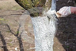 Girl whitewashing a tree trunk in a spring garden. Whitewash of spring trees, protection from insects and pests