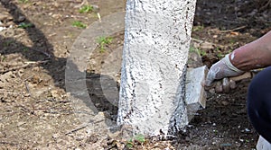 Girl whitewashing a tree trunk in a spring garden. Whitewash of spring trees, protection from insects and pests