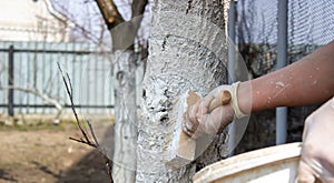 Girl whitewashing a tree trunk in a spring garden. Whitewash of spring trees, protection from insects and pests