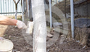 Girl whitewashing a tree trunk in a spring garden. Whitewash of spring trees, protection from insects and pests