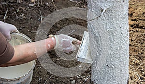 Girl whitewashing a tree trunk in a spring garden. Whitewash of spring trees, protection from insects and pests