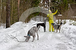 A girl in a winter tracksuit dresses three hunting dogs in the woods