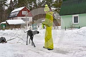 A girl in a winter tracksuit dresses two hunting dogs in the woods