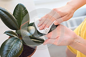 Girl wipes dust from home ficus elastica robusta