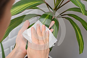 Girl wipes dust from long-stemmed indoor plants