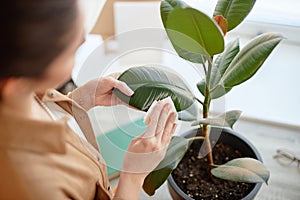 Girl Wiping Leaves of Green Houseplant Taking Care of House