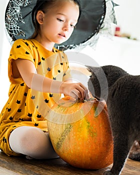 Girl in witch halloween costume sitting on a table playing with pumpkin and her pet cat. Halloween background.