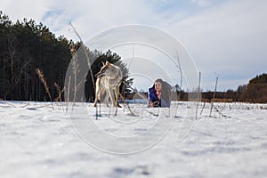 A girl, a wolf and two canine greyhounds playing in the field in winter in the snow