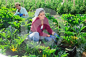 Girl and woman picking marrows