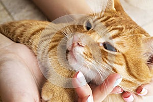 Girl or woman with a red cat in her arms close up