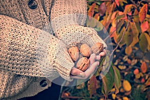 Girl with woolen sweater holding wallnuts in her hands