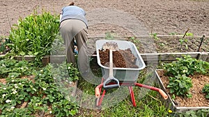 The girl worker  in the garden with a hand cart and a shovel