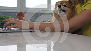 Girl works at home as freelancer on laptop with her home tame little yawning dog