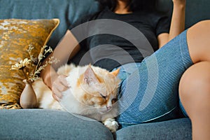 Girl and yellow color ragdoll cat resting on dark blue sofa