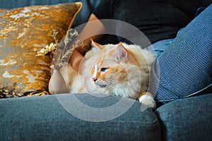 Girl and yellow color ragdoll cat sit together on dark blue sofa with a bottle of flowers