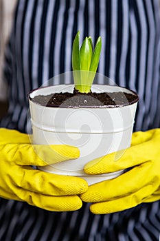 A girl in yellow gloves holding a transplanted hyacinth in a pot against the background of a striped apron