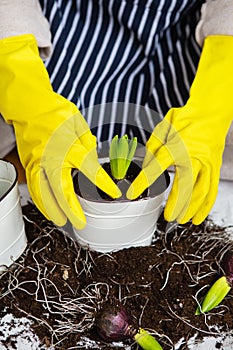 A girl in yellow gloves holding a transplanted hyacinth in a pot against the background of a striped apron