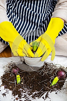 A girl in yellow gloves holding a transplanted hyacinth in a pot against the background of a striped apron