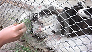 Girl in Zoo Park, Child Feeding Guinea Pigs, Kid Love Nursing Animals Playing with Rodents, Children Pets Care