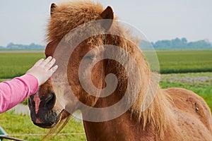 Girlhand pets a brown pony