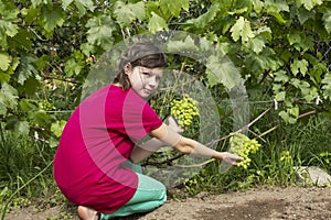 Girlie in summer garden examines green grape variety