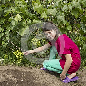 Girlie in summer garden tries  grape variety