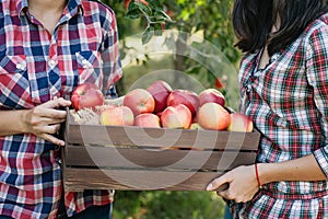 Girls with Apple in the Apple Orchard