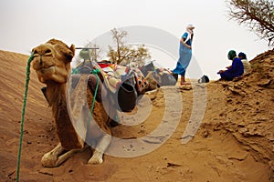 Girls in the desert whit camels photo