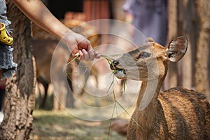 Women feeding deer in zoos photo