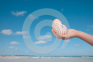 Girls hand holding nautilus shell