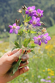 Girls hand with little posy of geranium flowers