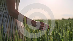 Girls hand runs over the young green ears of wheat in the field at sunset. Farmer woman enjoying wheat harvest