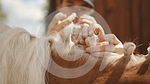 Girls Hands Braiding Blonde Mane Of A Beautiful Palomino Horse - Preparing Horse