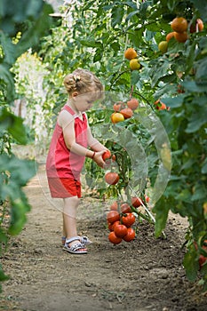 Girls picked tomatoes