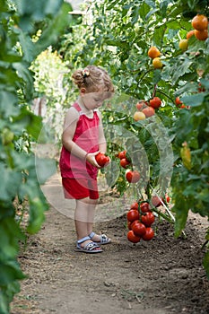 Girls picked tomatoes