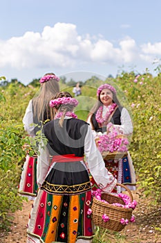 Girls picking Bulgarian pink roses in a garden