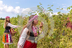 Girls picking Bulgarian pink roses in a garden