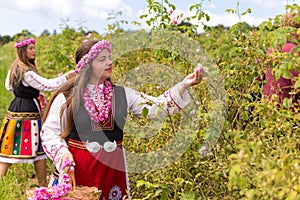 Girls picking Bulgarian pink roses in a garden