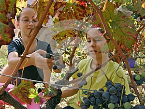 Girls are picking grapes in the vineyard