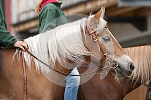 Girls ride bareback two haflingers