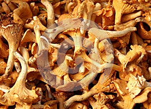Girolle Mushrooms
